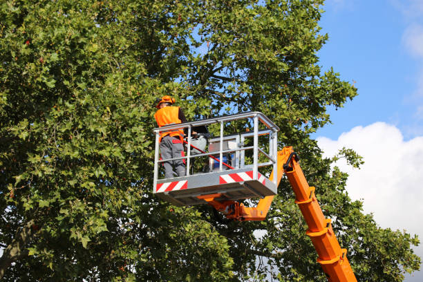 How Our Tree Care Process Works  in Clovis, NM